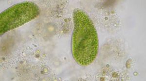 Mikroskop Bresser Trino Researcher II 40-1000x (5723100) 7