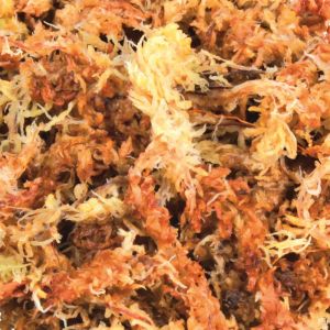 Trixie Podłoże Mech Torfowiec (Sphagnum) 100g 6