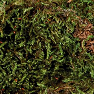Trixie Mech subtrat do wilgotnych terarriów 200g 3