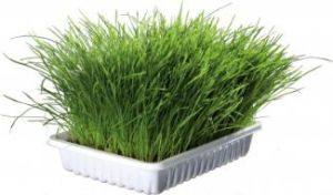 Trixie TRAWA DLA KOTA W POJEMNIKU 100g 3