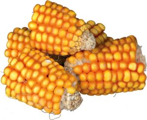 Trixie Kolby kukurydzy 300 g 1