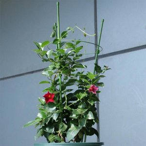 PODPORA DO ROŚLIN KWIATÓW STALOWA zielona 60cm AG691G 6