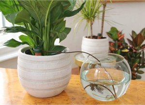 AgdExpert Nawadniacz automatyczny do kwiatów roślin doniczek ceramiczny 6