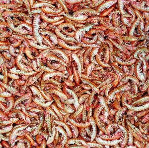 Tropical GAMMARUS TOREBKA 12g 2