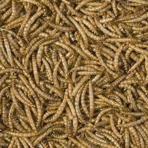 Tropical MEAL WORMS 250ml PUSZKA 2