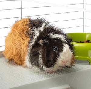 Ferplast CASITA 80 WHITE (x1)Klatka dla królika  52x21x83 6