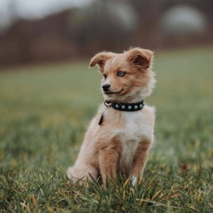 Hunter Obroża ze skóry dla psa Modica XS-S- 40 cm 2