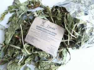 Zuzala BABKA SZEROKOLISTNA SUSZONA 2