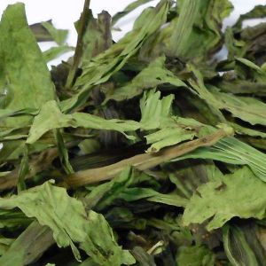 Zuzala BABKA LANCETOWATA SUSZONA 2