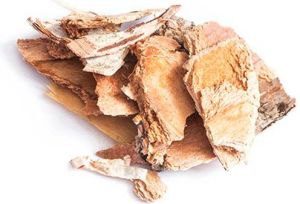 Zuzala KORA BRZOZY 3