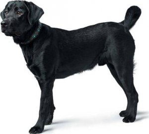 Hunter Hunter Obroża ze skóry dla psa Madona S- 45 cm 3