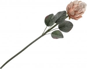 Witek Home Kwiat Protea (Irys) 1