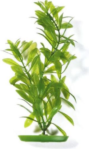 Hagen Roślina Hygrophila-zielona 30cm 1