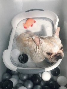 Gold Start Składana wanna dla dzieci i zwierząt 3