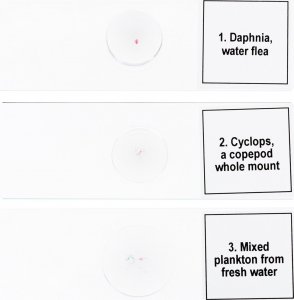 Mikroskop Discovery Zestaw mikropreparatów Prof DPS 5. Życie w kropli wody 4
