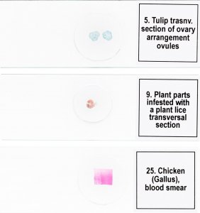 Mikroskop Discovery Zestaw mikropreparatów Prof DPS 25. Biologia, ptaki itp. 5