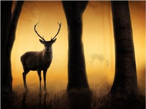 DecoNest Fototapeta - Deer in his natural habitat - 300X231 1