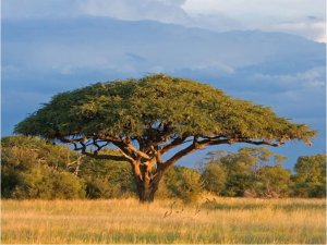 DecoNest Fototapeta - Afrykańska akacja - Park Narodowy Hwange, Zimbabwe - 300X231 1