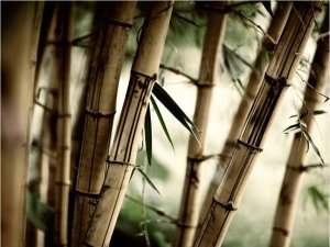 DecoNest Fototapeta - Fog and bamboo forest - 300X231 1