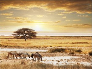 DecoNest Fototapeta - Afrykańskie zebry przy wodopoju - 300X231 1