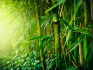 DecoNest Fototapeta - dżungla - bambus - 300X231 1