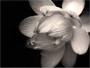 DecoNest Fototapeta - Kwiat lotosu - 300X231 1