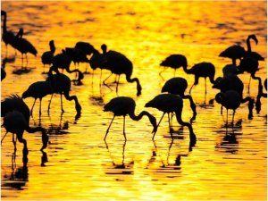 DecoNest Fototapeta - Kenia - flamingi na jeziorze Nakuru - 300X231 1