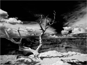 DecoNest Fototapeta - Drzewo na tle Wielkiego Kanionu - 300X231 1
