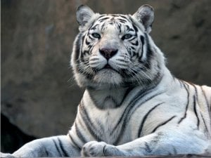 DecoNest Fototapeta - Tygrys bengalski w zoo - 300X231 1