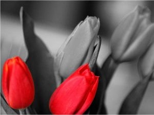 DecoNest Fototapeta - Czerwone tulipany na czarno-białym tle - 300X231 1