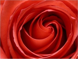 DecoNest Fototapeta - Przebudzająca się róża - 300X231 1