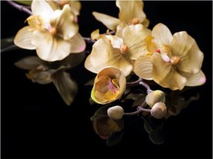 DecoNest Fototapeta - Orchids in ecru color - 300X231 1