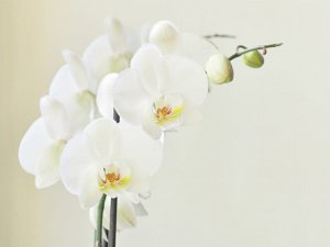 DecoNest Fototapeta - Biała orchidea - 300X231 1