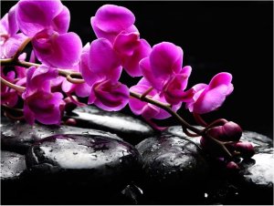 DecoNest Fototapeta - Chwila relaksu : orchidea i kamienie zen - 300X231 1