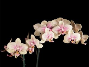 DecoNest Fototapeta - Kwitnąca orchidea - 300X231 1