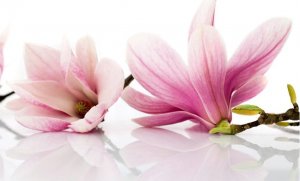 DecoNest Fototapeta - Kwiat magnolii - 300X231 1