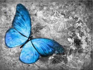 DecoNest Fototapeta - Blue butterfly - 300X231 1