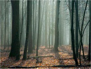 DecoNest Fototapeta - Witches' forest - 300X231 1