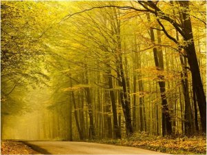 DecoNest Fototapeta - Droga przez jesienny las - 300X231 1