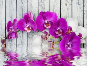DecoNest Fototapeta - Violet orchids with water reflexion - 300X231 1