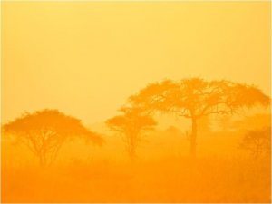 DecoNest Fototapeta - Orange savanna - 300X231 1