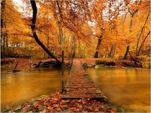 DecoNest Fototapeta - Drewniany mostek w lesie - 300X231 1