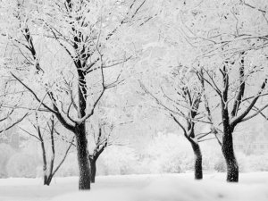 DecoNest Fototapeta - Drzewa - pejzaż zimowy - 300X231 1