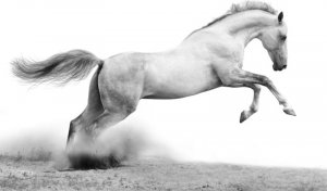 DecoNest Fototapeta - White gallop - 300X231 1