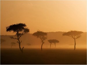 DecoNest Fototapeta - Massai Mara - 300X231 1