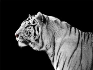 DecoNest Fototapeta - Biały tygrys - 300X231 1