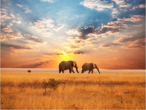 DecoNest Fototapeta - Słonie na afrykańskiej sawannie - 300X231 1