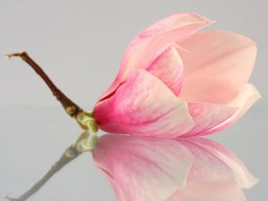 DecoNest Fototapeta - Samotny kwiat magnolii - 300X231 1