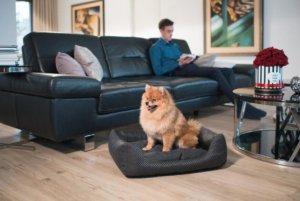 Amiplay AMIPLAY- Sofa ZipClean 4 in 1 Morgan-żółte S 6