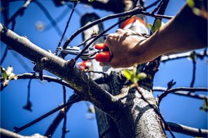 Sekator Lowe 6.107 kowadełkowy 9